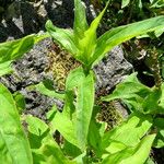 Lysimachia ciliata Leaf