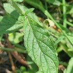 Heliotropium amplexicaule Leaf