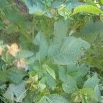 Nicandra physalodesFlower