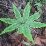 Sticherus flabellatus Blad