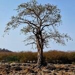 Ficus sycomorus Habitus