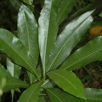Ceodes brunoniana Leaf