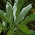 Pisonia brunoniana Blad