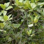 Bruguiera gymnorhiza Habit