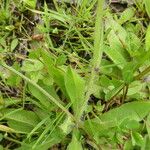 Pilosella aurantiaca Leaf