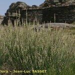 Reseda complicata Συνήθη χαρακτηριστικά