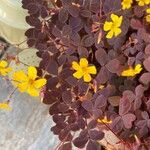Oxalis spiralis Leaf
