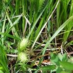 Carex lurida Kukka