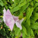 Calystegia hederacea Fleur