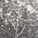 Sporobolus fimbriatus Leaf