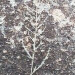 Sporobolus fimbriatus Φύλλο