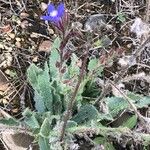 Anchusa azurea Levél