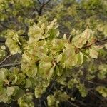 Ulmus glabra Φρούτο