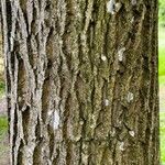 Juglans cinerea Bark