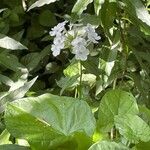 Phlox maculata Flower