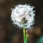 Taraxacum erythrospermum 果