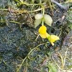 Utricularia stellaris Λουλούδι