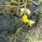 Utricularia stellaris Flor