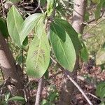 Cornus capitata Folha