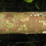 Eschweilera parviflora Bark