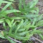 Phymatosorus scolopendria Leaf