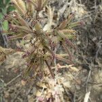 Cordylanthus parviflorus
