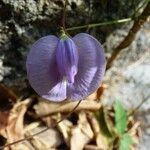 Centrosema virginianum Flower