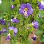 Polemonium foliosissimum Fiore