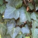 Hedera hibernica叶