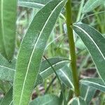 Euphorbia illirica برگ