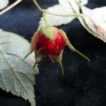 Rubus pentagonus Fruto