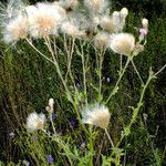 Cirsium arvense Hedelmä