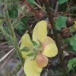 Verbascum sinuatum Fleur