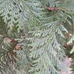 Chamaecyparis lawsoniana Leht