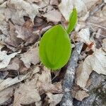 Maianthemum canadense Лист