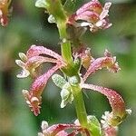 Rumex bucephalophorus Kukka