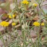 Pulicaria sicula Otro
