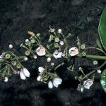 Adelobotrys adscendens Flower