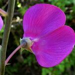 Lathyrus latifolius Flor