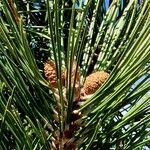 Pinus nigra Žiedas