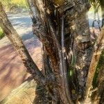 Heteromorpha arborescens Bark