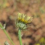 Tolpis umbellata Floare