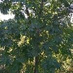 Fraxinus pennsylvanica Blatt