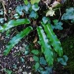 Asplenium scolopendrium Liść