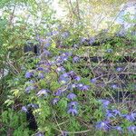 Clematis alpina 整株植物