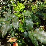 Berberis aquifolium List