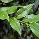 Sarcococca confusa Blatt