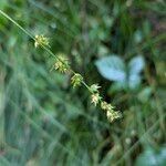 Carex divulsa Fruto