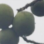 Juglans nigraFrukt