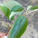 Cornus foemina Leaf